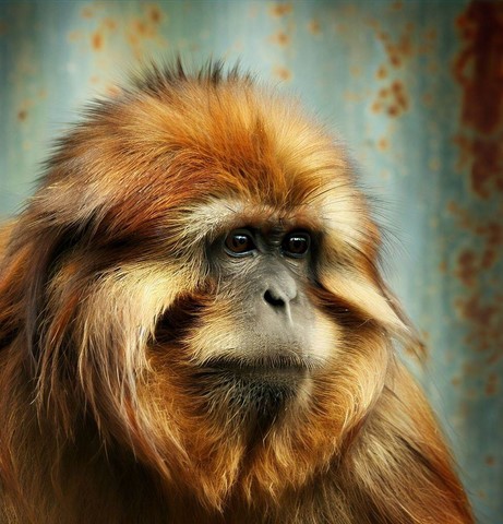 Singe de Métal