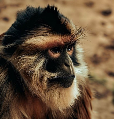 Singe de Terre